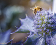 LE LITTORAL EN COMMUN DANS LES HAUTS DE FRANCE