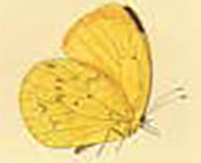 MURMURE DES FOLIOS