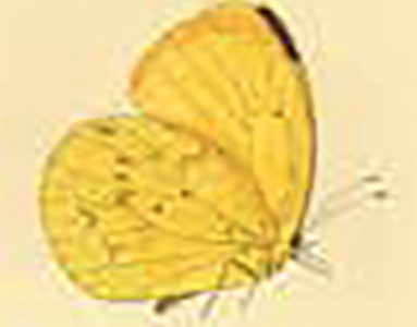 MURMURE DES FOLIOS