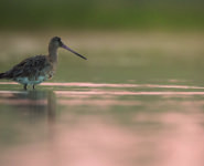 SORTIE CRÉPUSCULAIRE AU PARC DU MARQUENTERRE
