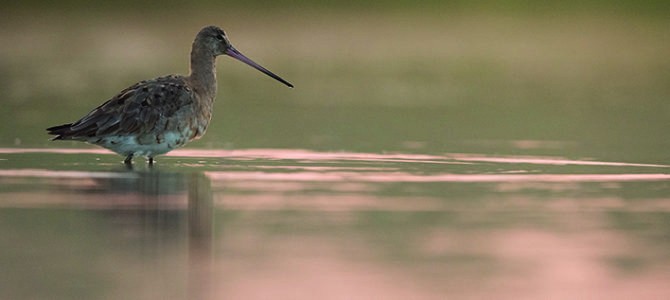 SORTIE CRÉPUSCULAIRE AU PARC DU MARQUENTERRE