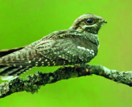 OISEAUX ET FORÊT : Visite guidée