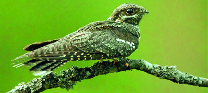 OISEAUX ET FORÊT : Visite guidée