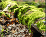 ARBRE EST MORT, VIVE LA FORÊT. Visite guidée