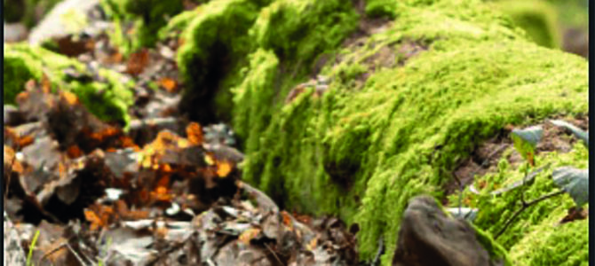 ARBRE EST MORT, VIVE LA FORÊT. Visite guidée