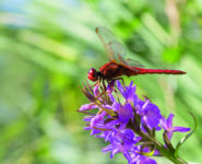 VISITE GUIDÉE "PAPILLONS, LIBELLULES ET AUTRES INSECTES"