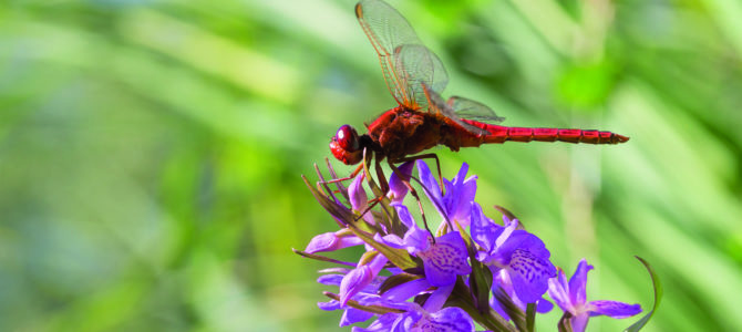 VISITE GUIDÉE "PAPILLONS, LIBELLULES ET AUTRES INSECTES"