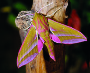Visite guidée "PAPILLONS DE NUIT"