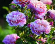 HISTOIRES DE ROSES
