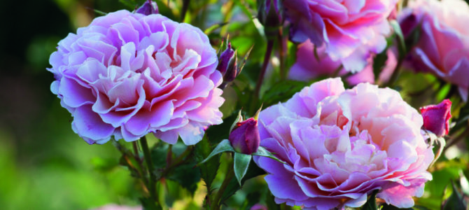 HISTOIRES DE ROSES