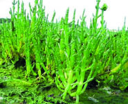 LES PLANTES COMESTIBLES DU BORD DE MER