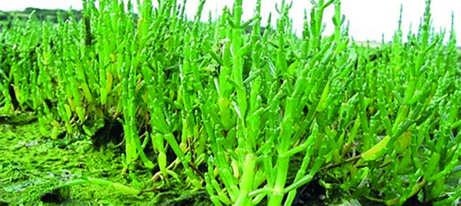 LES PLANTES COMESTIBLES DU BORD DE MER