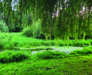 CUEILLETTE ET BRIN DE CAUSETTE DANS LES MARAIS