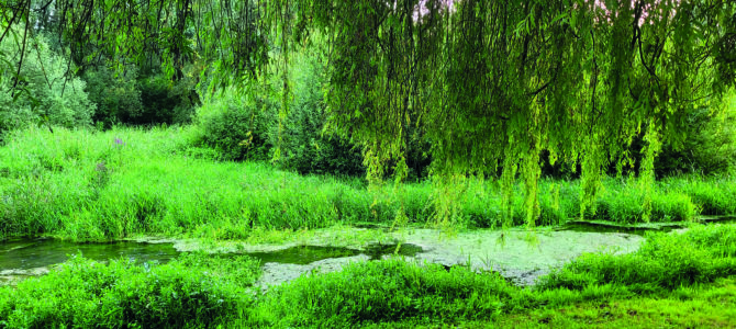 CUEILLETTE ET BRIN DE CAUSETTE DANS LES MARAIS