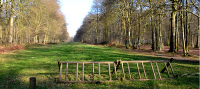 FOCUS SUR LA FORÊT DE CRÉCY, 1000 ANS D’HISTOIRE