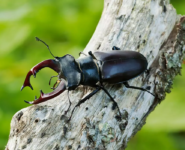 À LA RECHERCHE DU LUCANE CERF-VOLANT