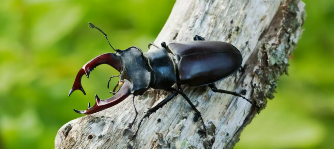 À LA RECHERCHE DU LUCANE CERF-VOLANT