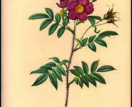 ATELIER « FLORE ET SENS »