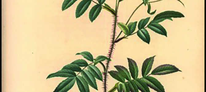 ATELIER « FLORE ET SENS »