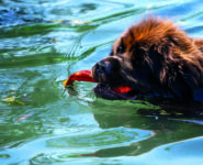 DÉMONSTRATION DE CHIENS SAUVETEURS