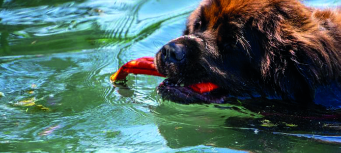DÉMONSTRATION DE CHIENS SAUVETEURS