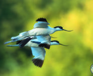 LES OISEAUX MIGRATEURS DE LA RÉSERVE