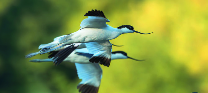 LES OISEAUX MIGRATEURS DE LA RÉSERVE