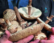 CHAMPIGNONS EN FORÊT : UNE CHASSE AU TRÉSOR GRANDEUR NATURE