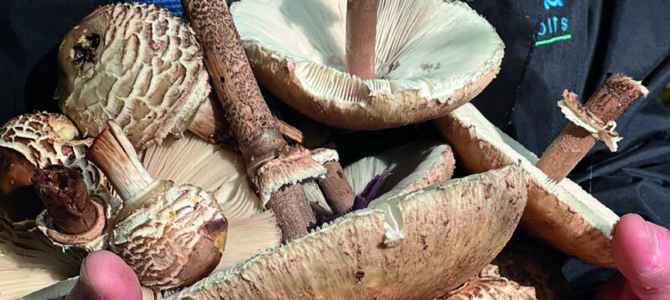 CHAMPIGNONS EN FORÊT : UNE CHASSE AU TRÉSOR GRANDEUR NATURE
