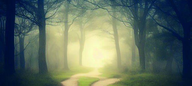 LA FORÊT AU CRÉPUSCULE