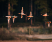 LA MIGRATION DES PASSEREAUX