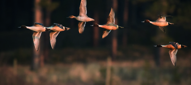 LA MIGRATION DES PASSEREAUX
