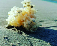 LES AVENTURIERS DE LA PLAGE