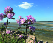 DUNES, ESTUAIRE ET VIE SAUVAGE EN BAIE DE CANCHE