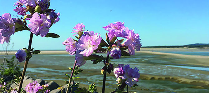 DUNES, ESTUAIRE ET VIE SAUVAGE EN BAIE DE CANCHE